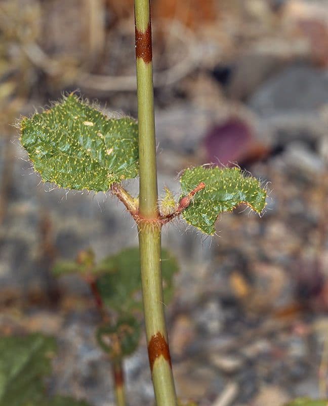 Anulocaulis 17