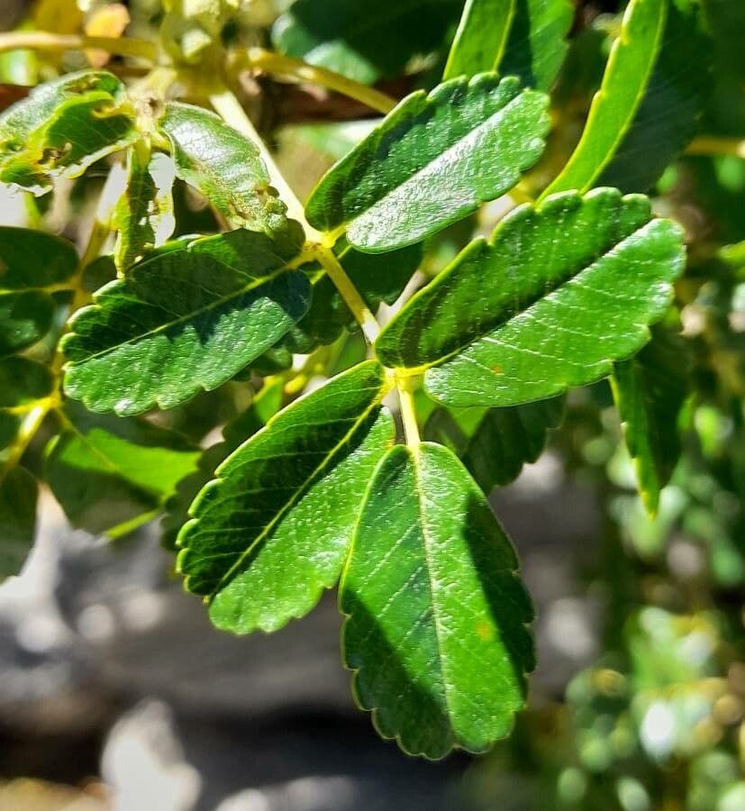 Polylepis australe 3
