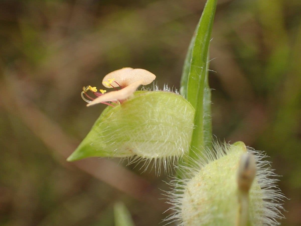 Commelina africana 4