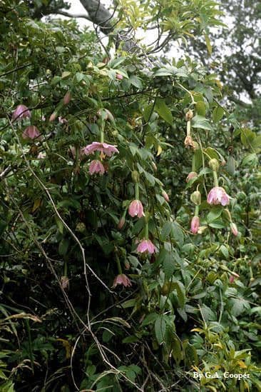 Passiflora tripartita 14