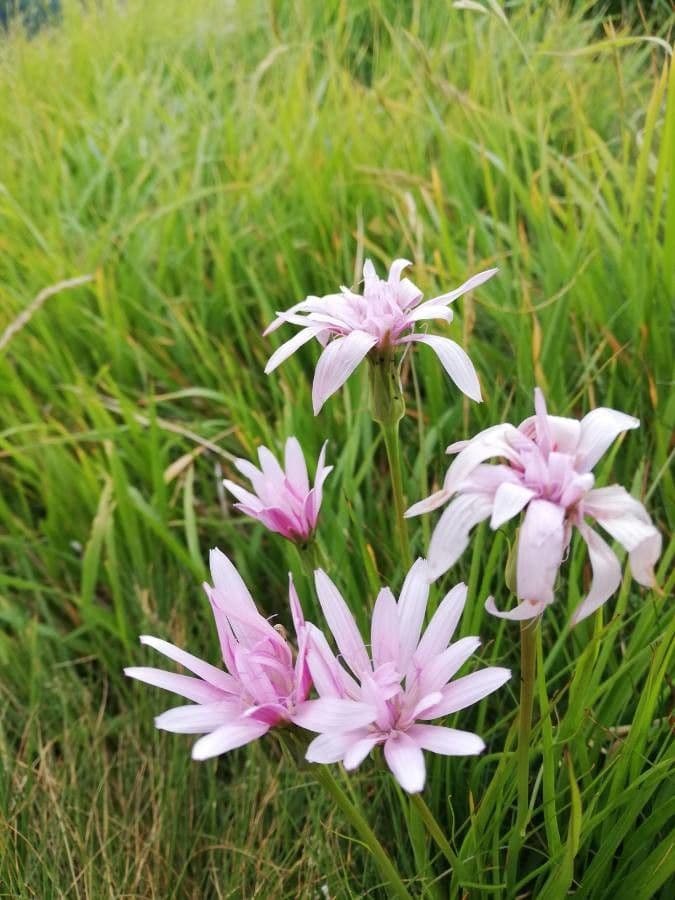 Podospermum 3