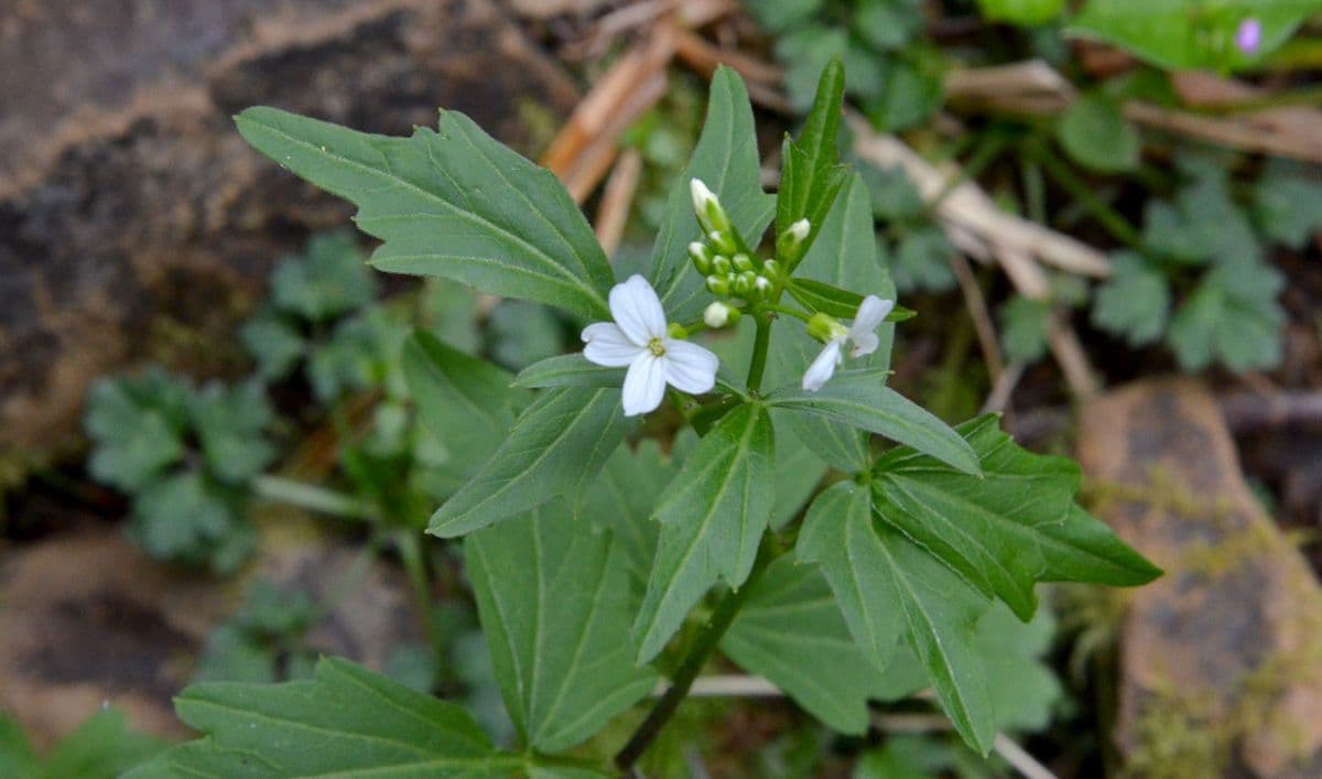 Cardamine angulata 3