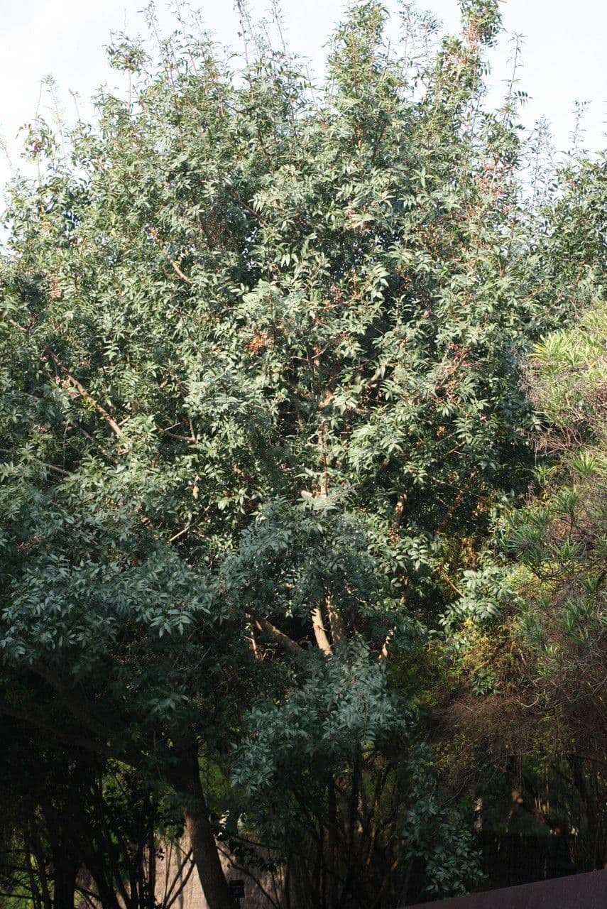 Pistacia 12