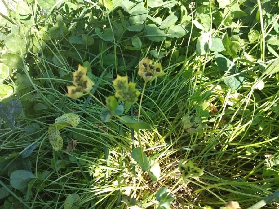 Bupleurum rotundifolium 2