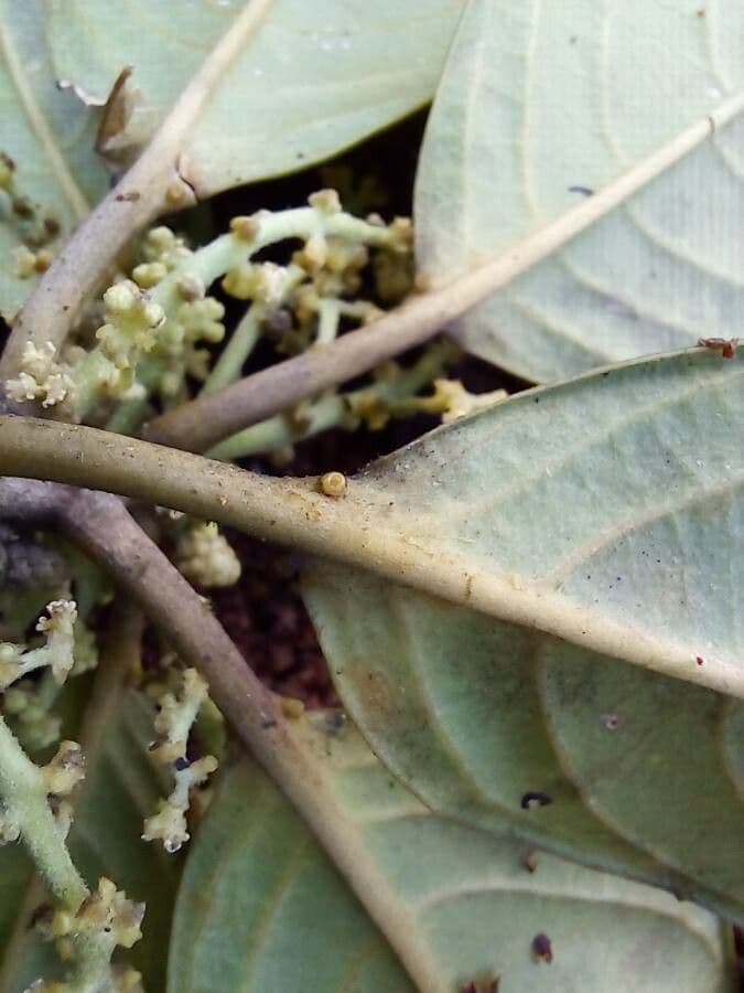 Tetrorchidium 8