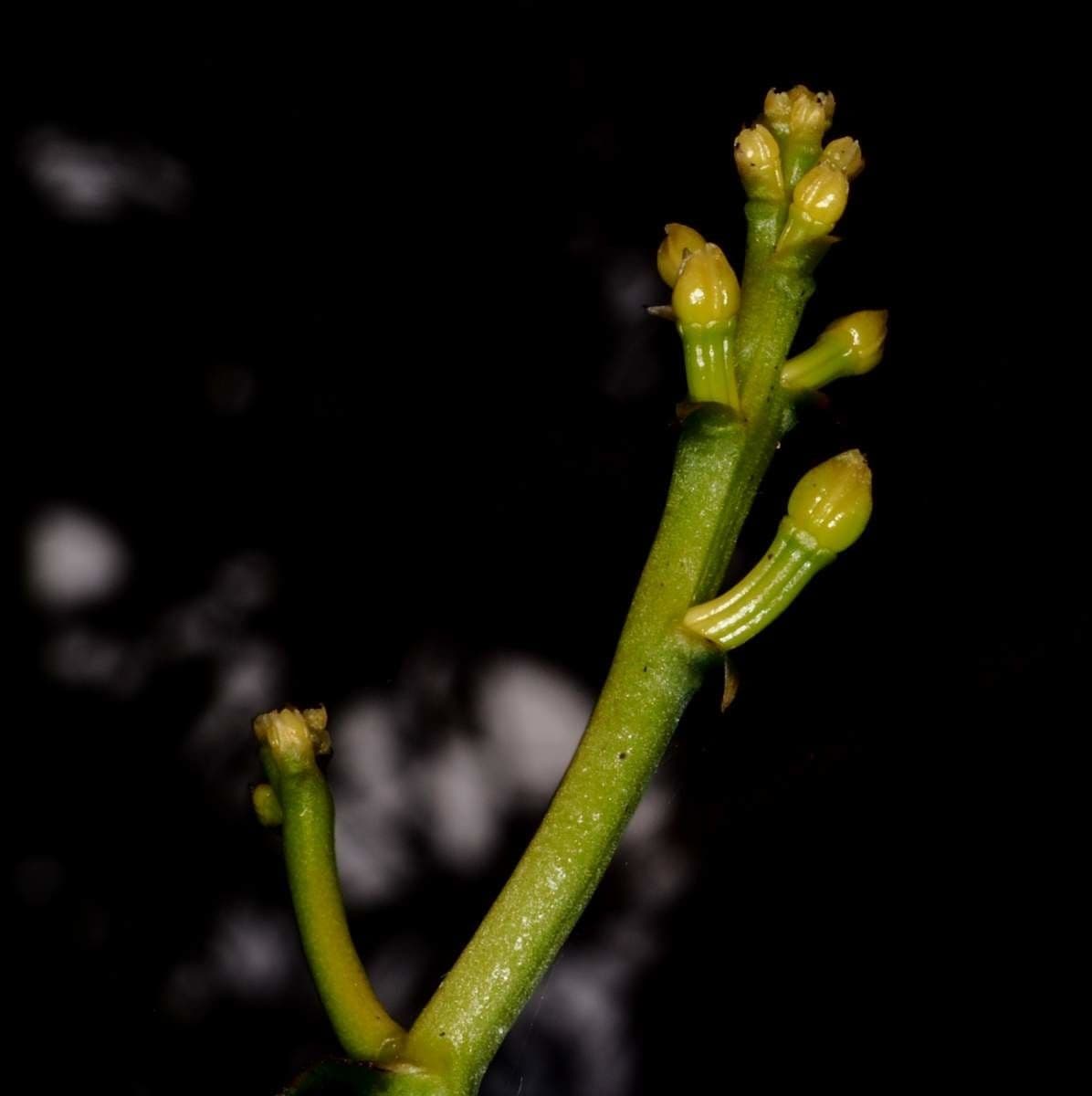 Clematepistephium 9