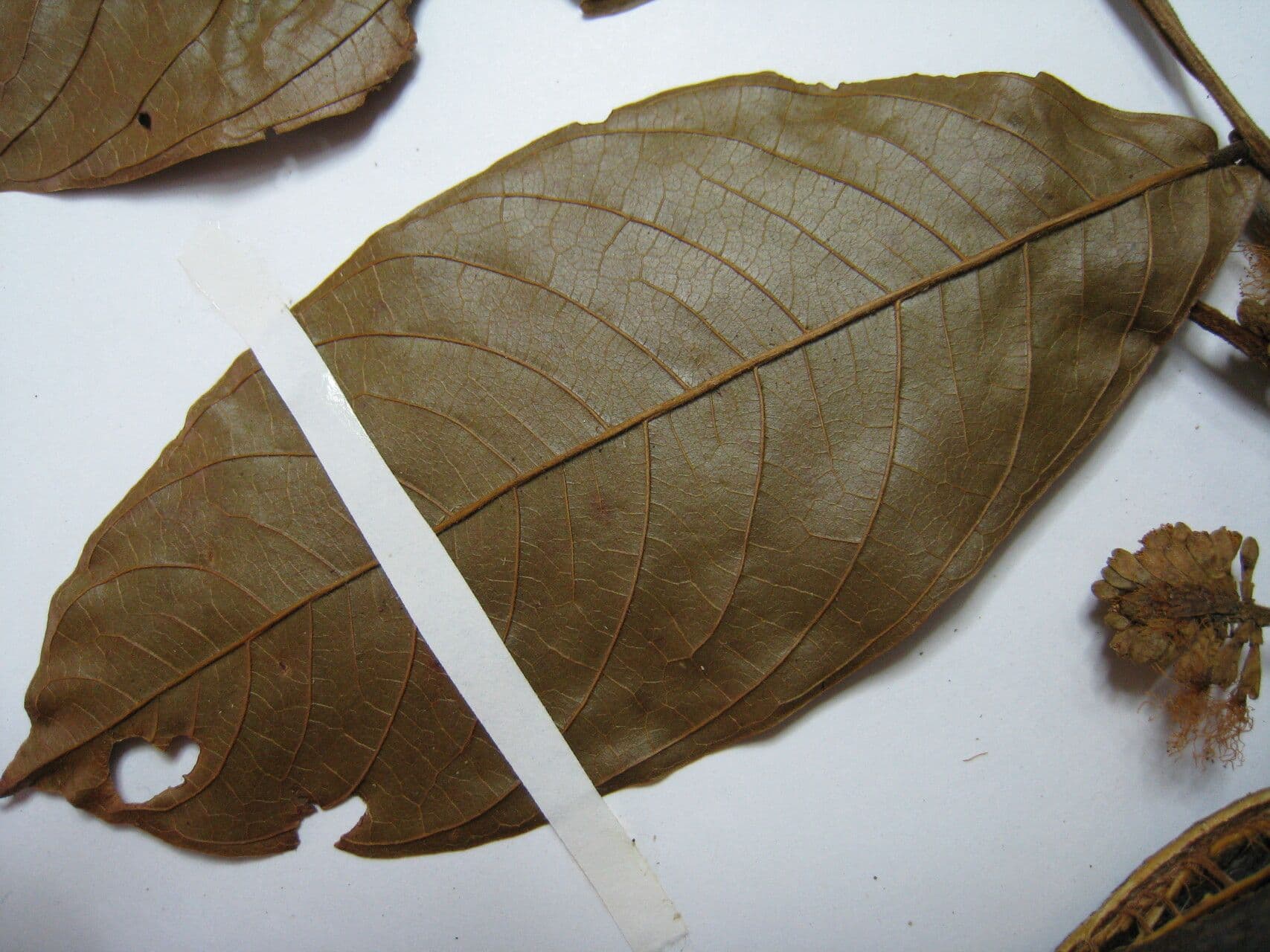 Inga alata 7