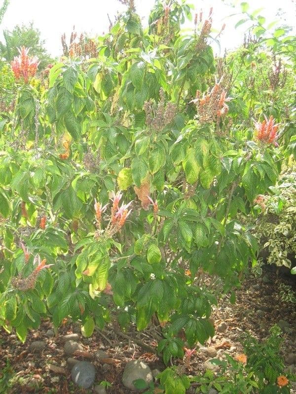 Aphelandra 7