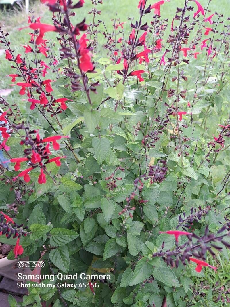 Salvia scarlatta 21