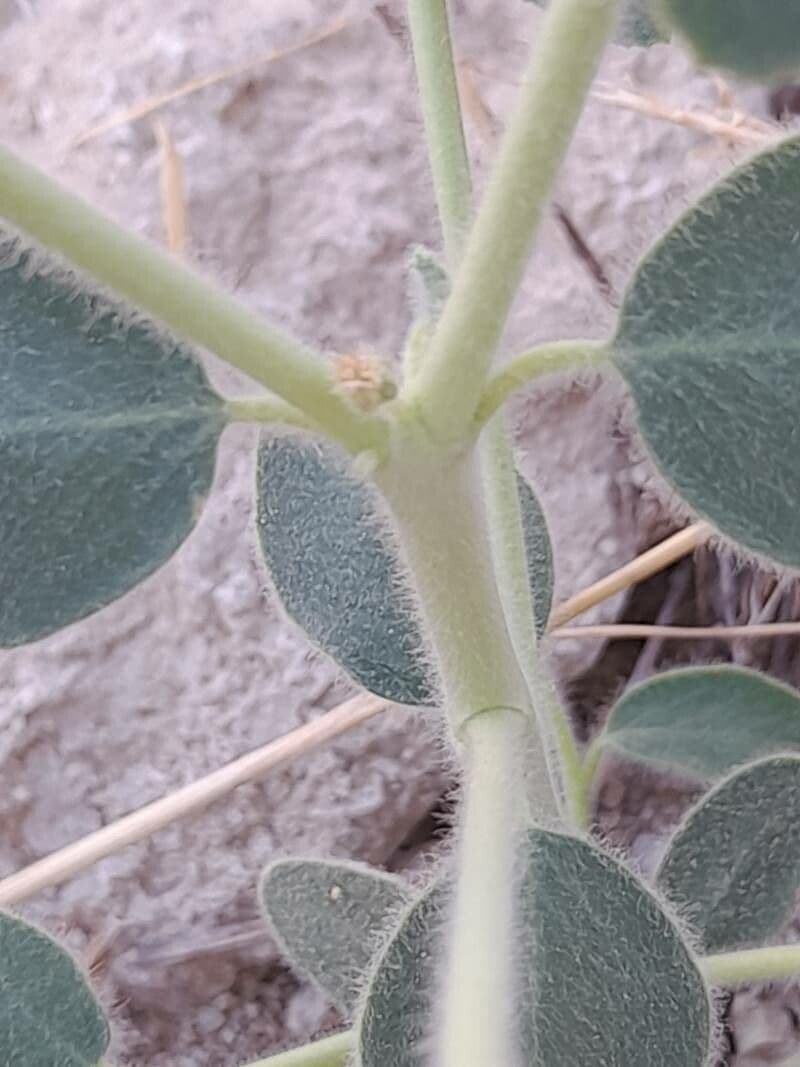 Petiolate Spurge 14