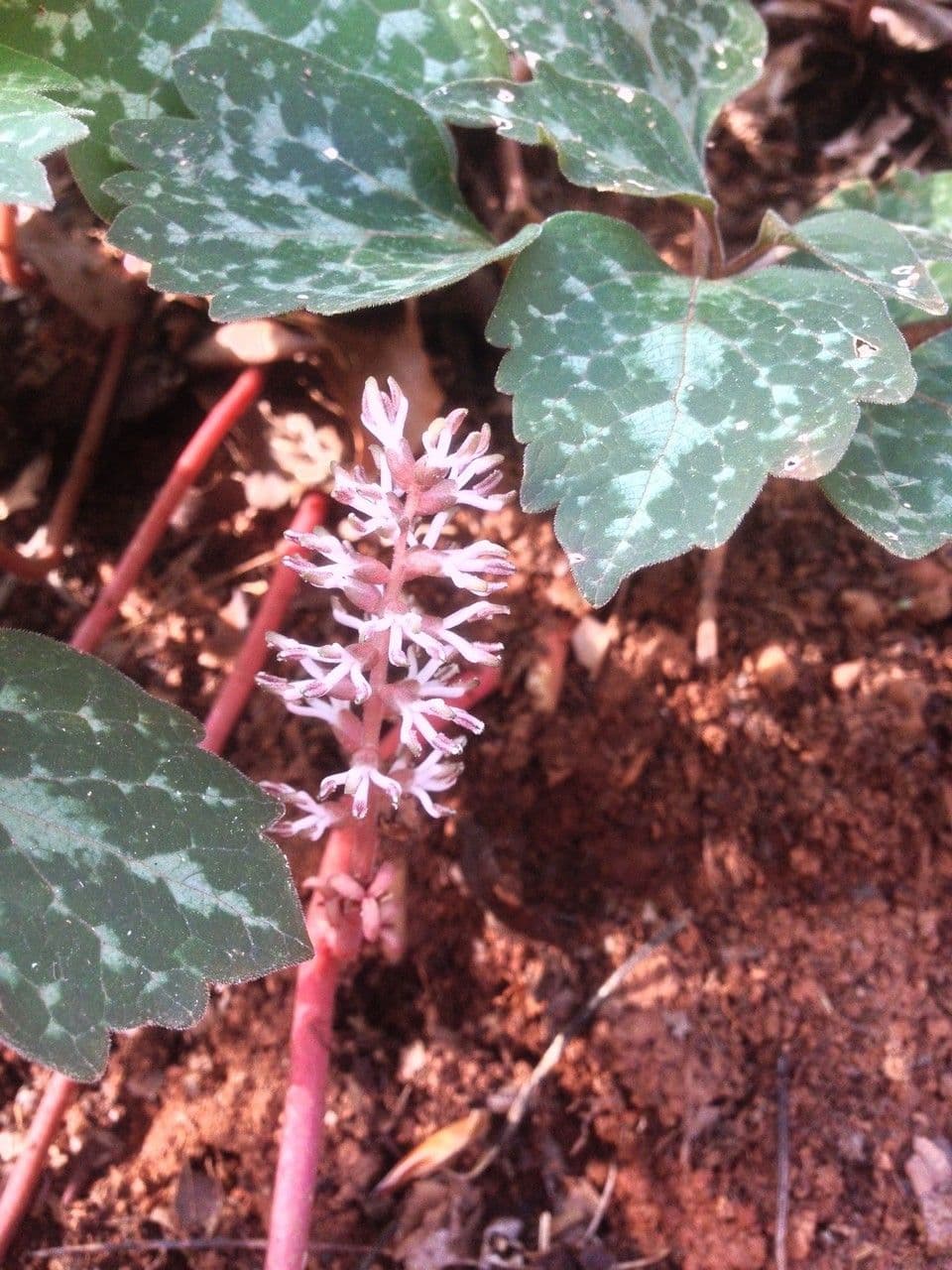 Pachysandra procumbens 9