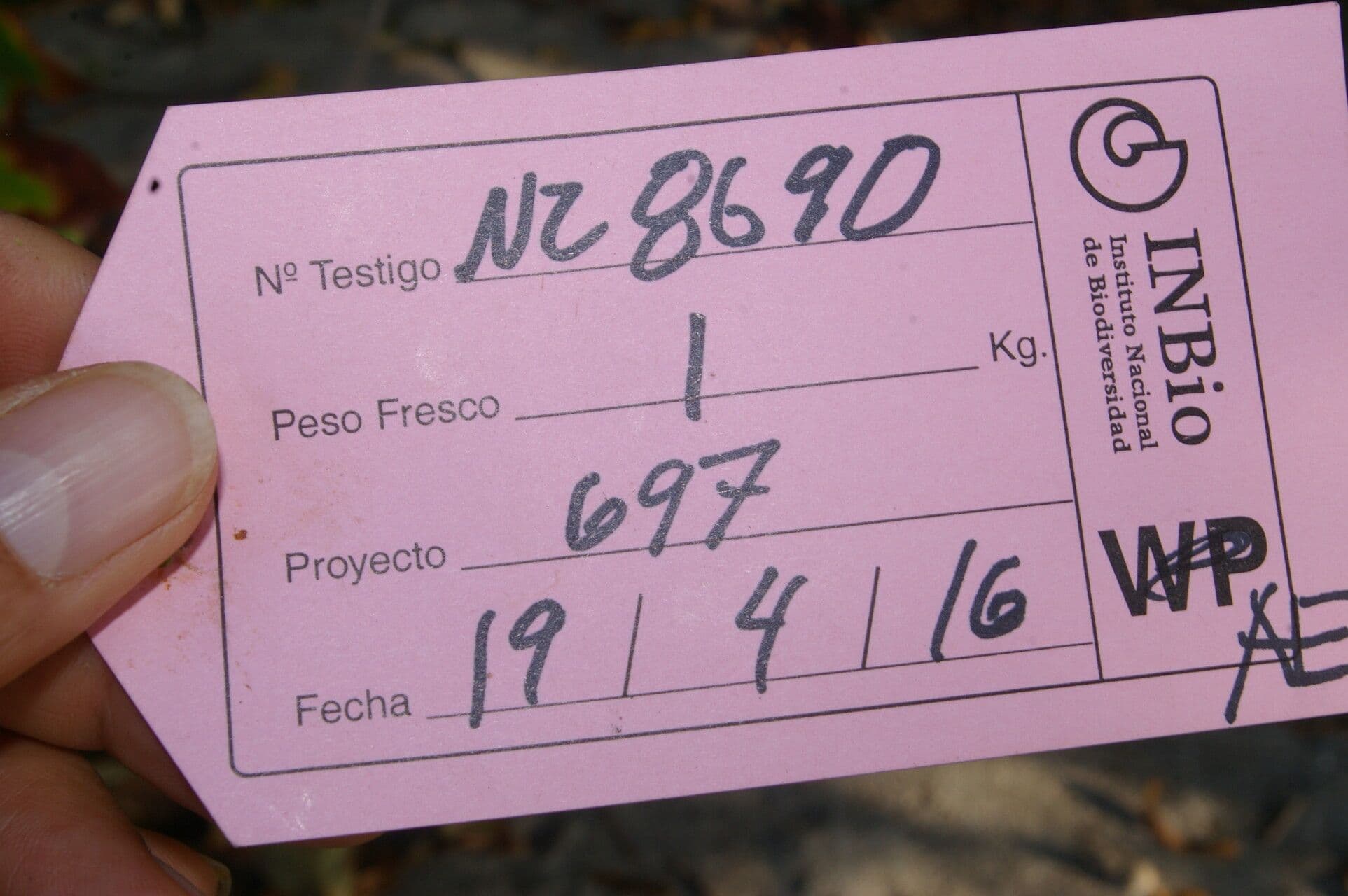 Serjania 12
