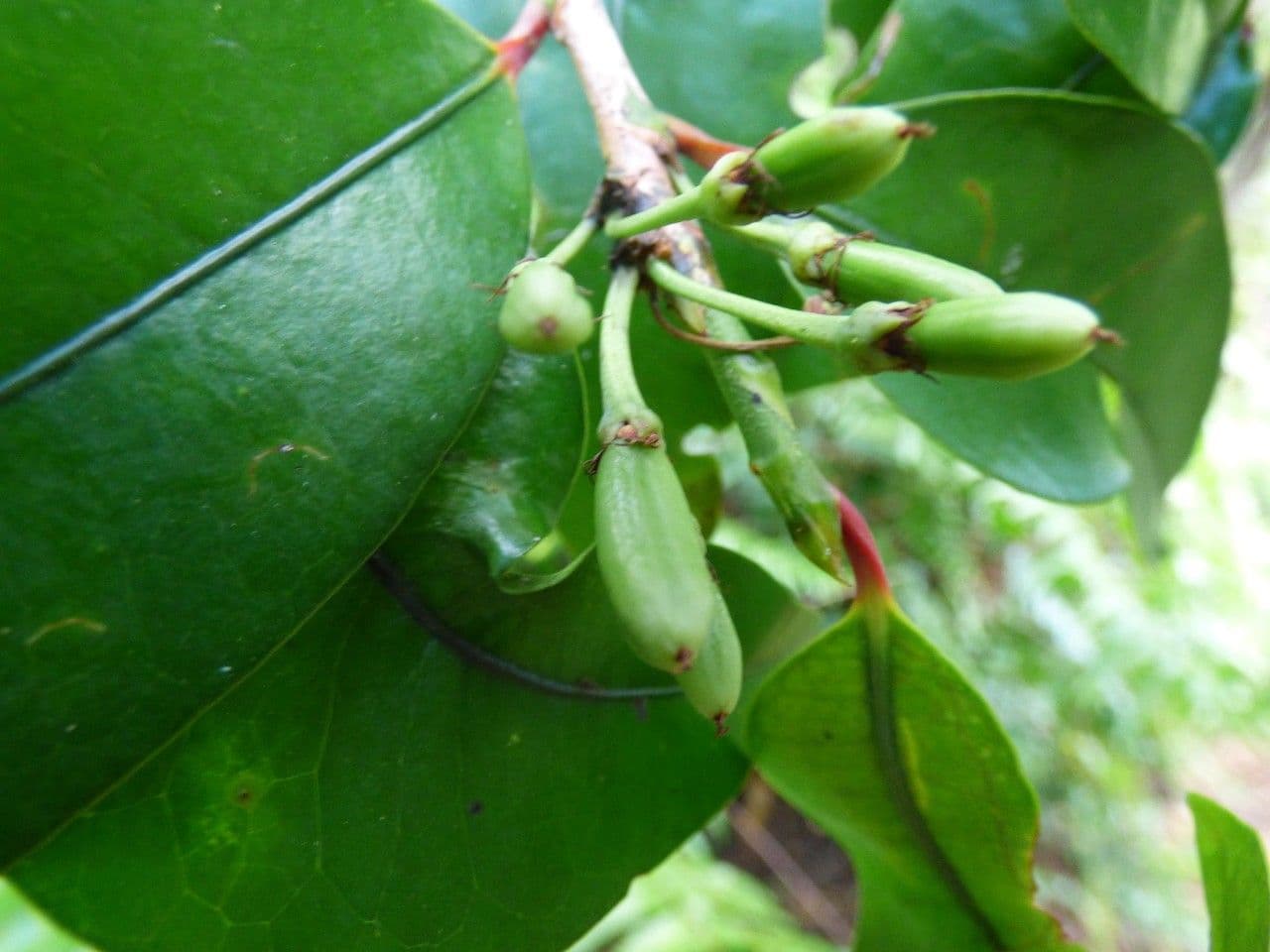 Erythroxylum 2