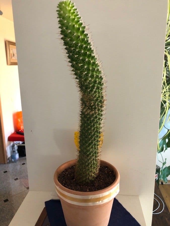 Mammillaria 23