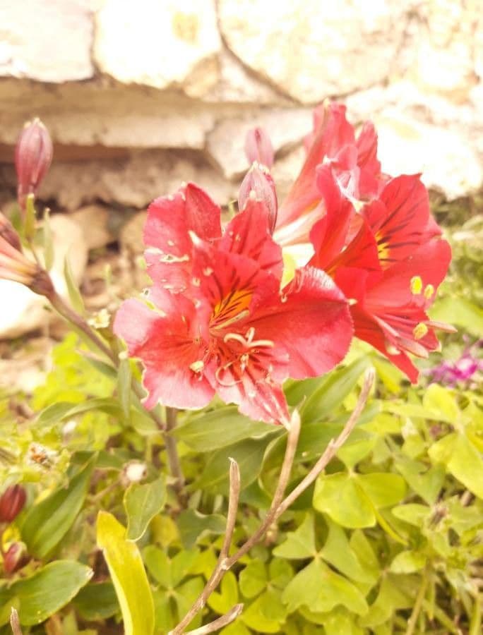 Alstroemeria aurea 5