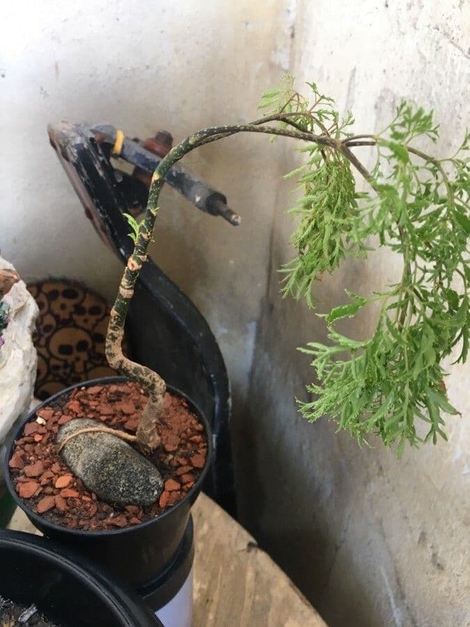 Aralia 10
