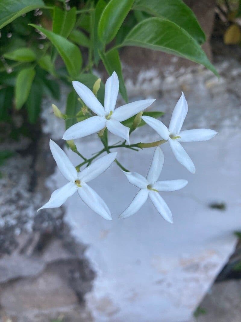 Jasmin