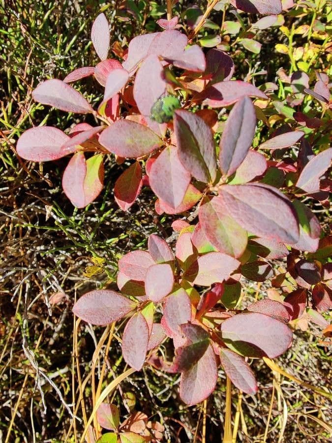Rauschbeere 18