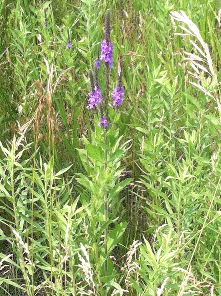 Verbena estricta 10