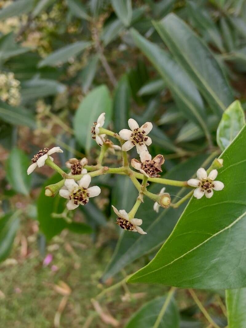 Ocotea