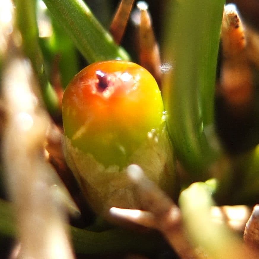 Oxychloe andina