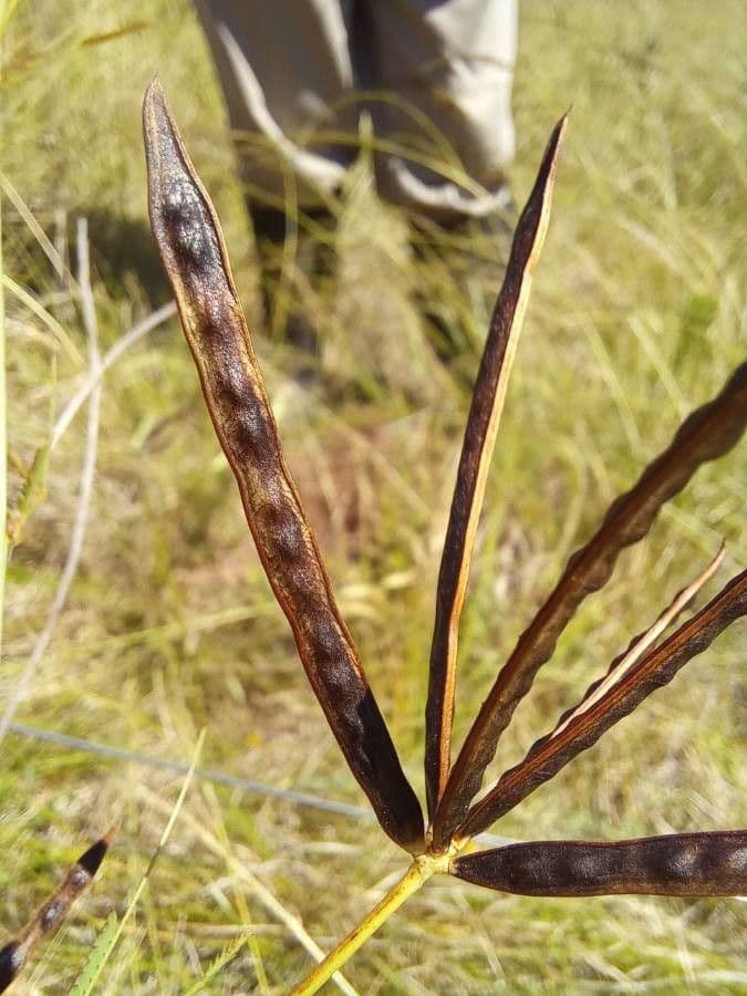 Bogen-Desmanthus 4