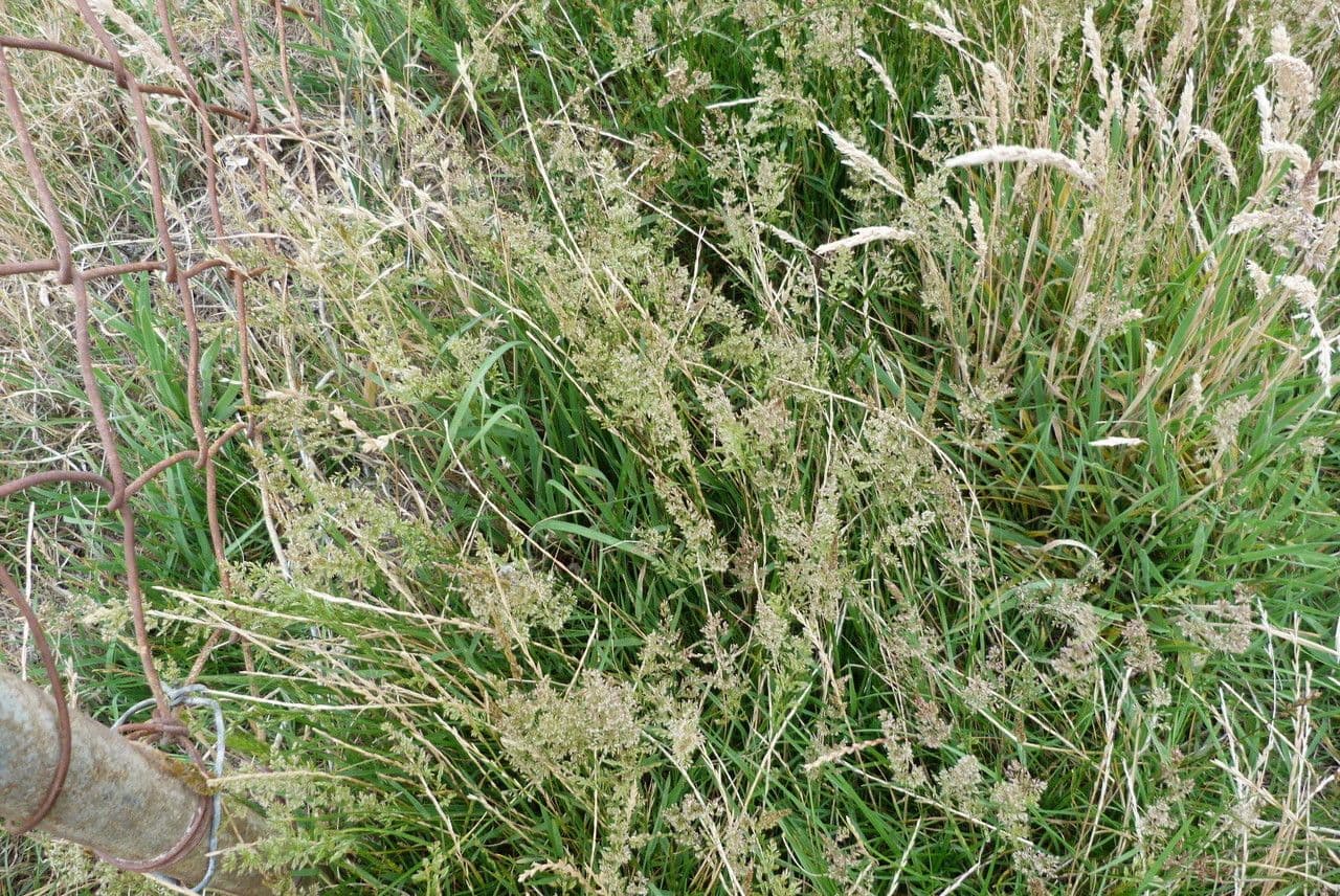 Grünes Bartgras 14