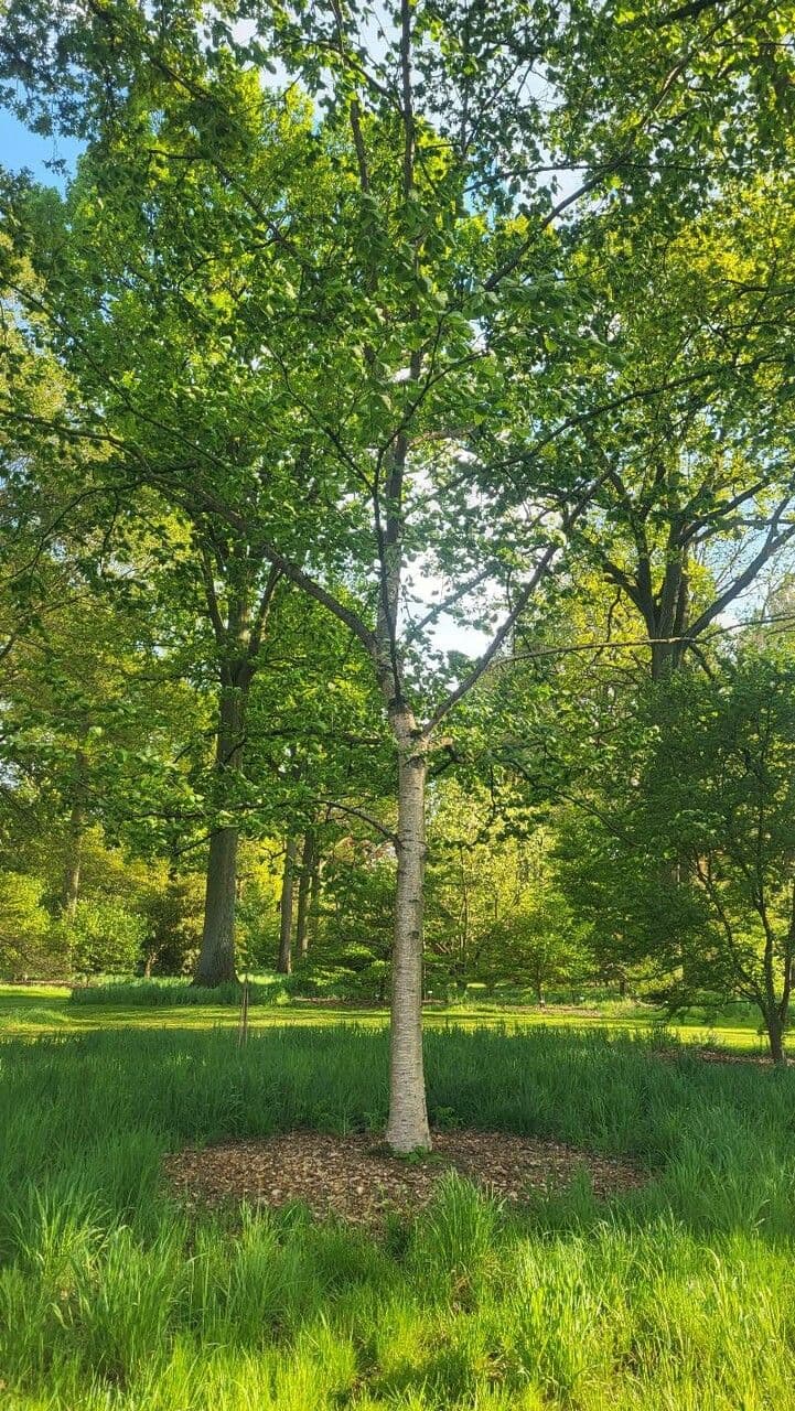 Maximowicz-Birke 6