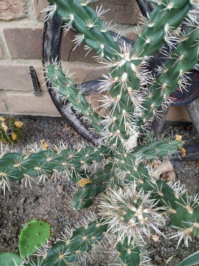 Cholla rogata 4