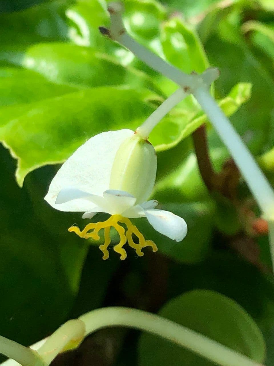 Begonia 6
