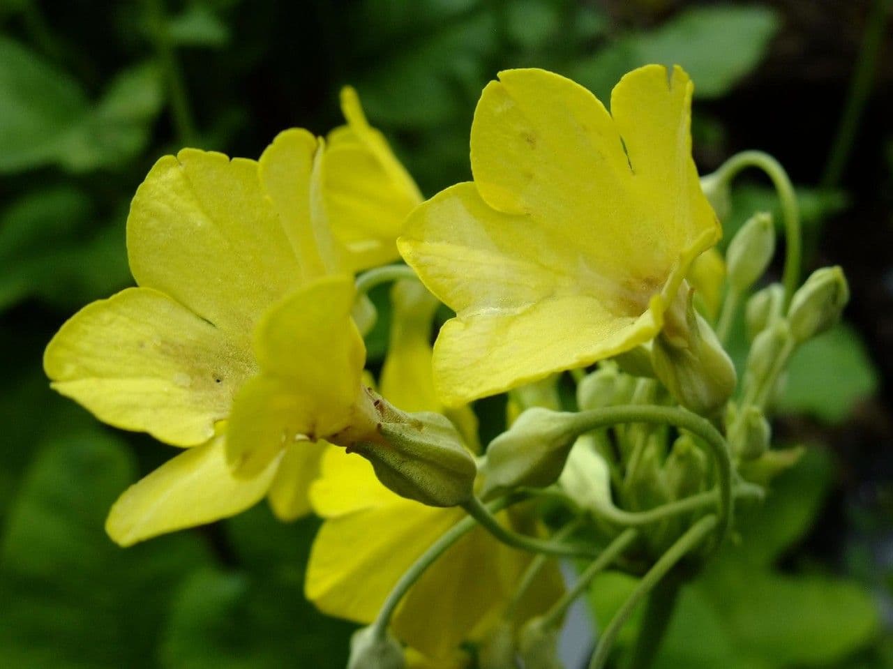 Primula di Florinda 5