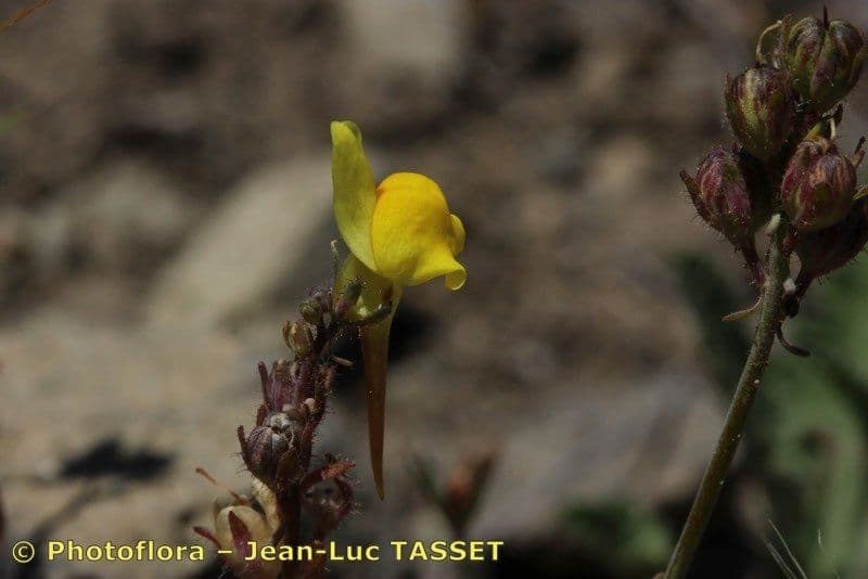 Linaria oblongifolia 12