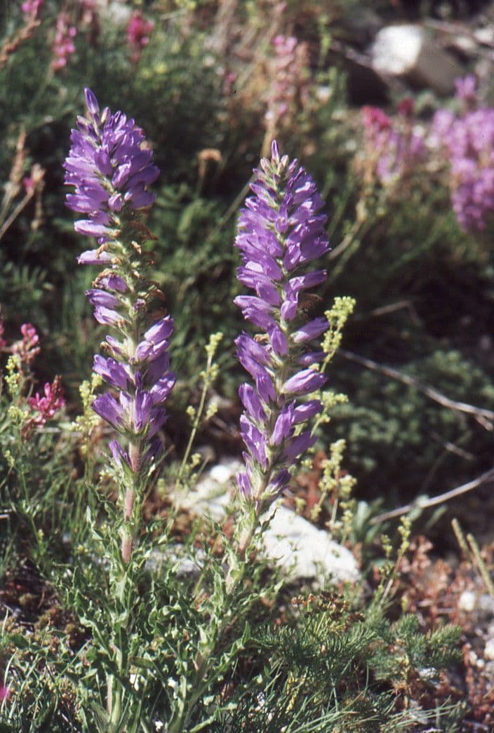 Campanula spigata 8