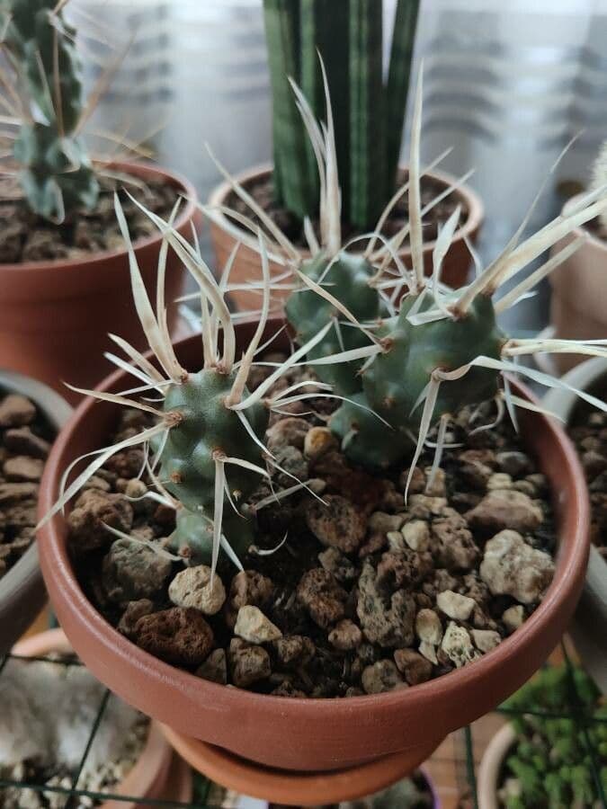Tephrocactus 5