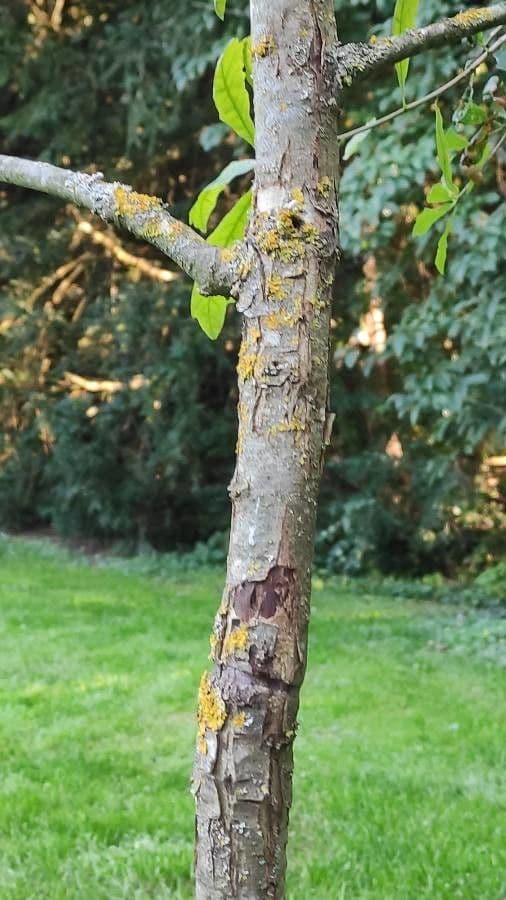 Quercia 5
