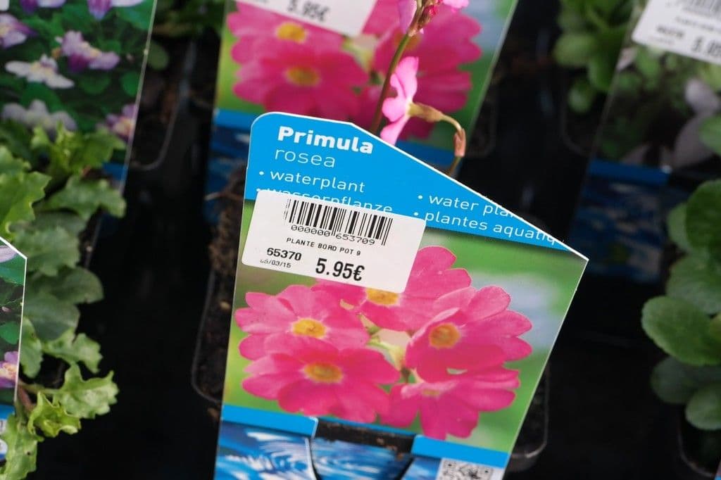 Primula 11