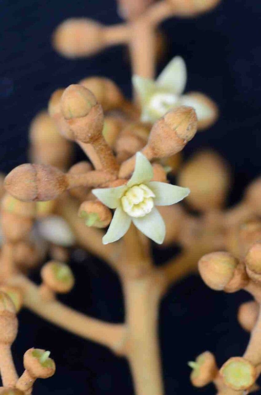 Yagrumo macho 9