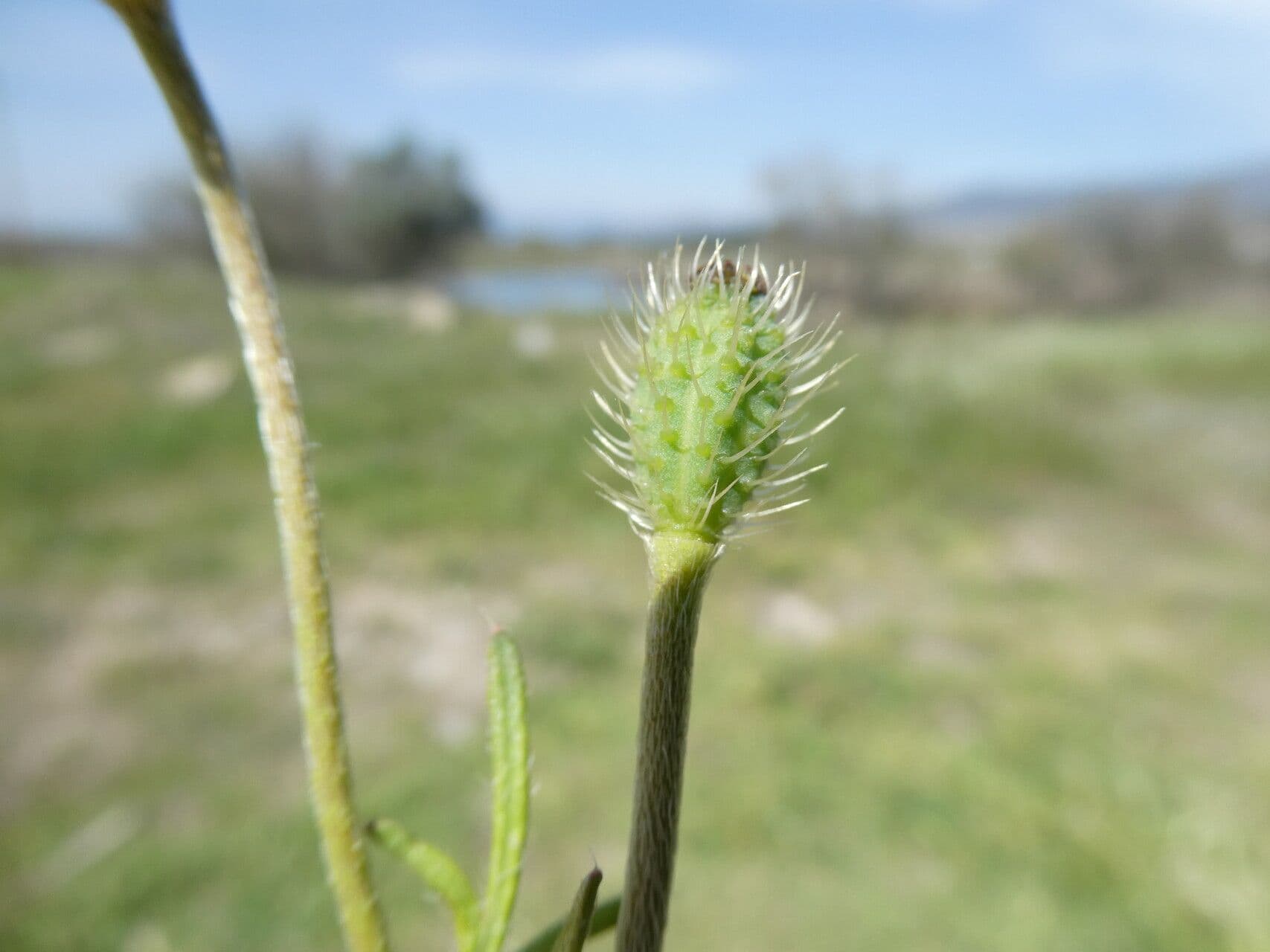 Bastard-Mohn 3