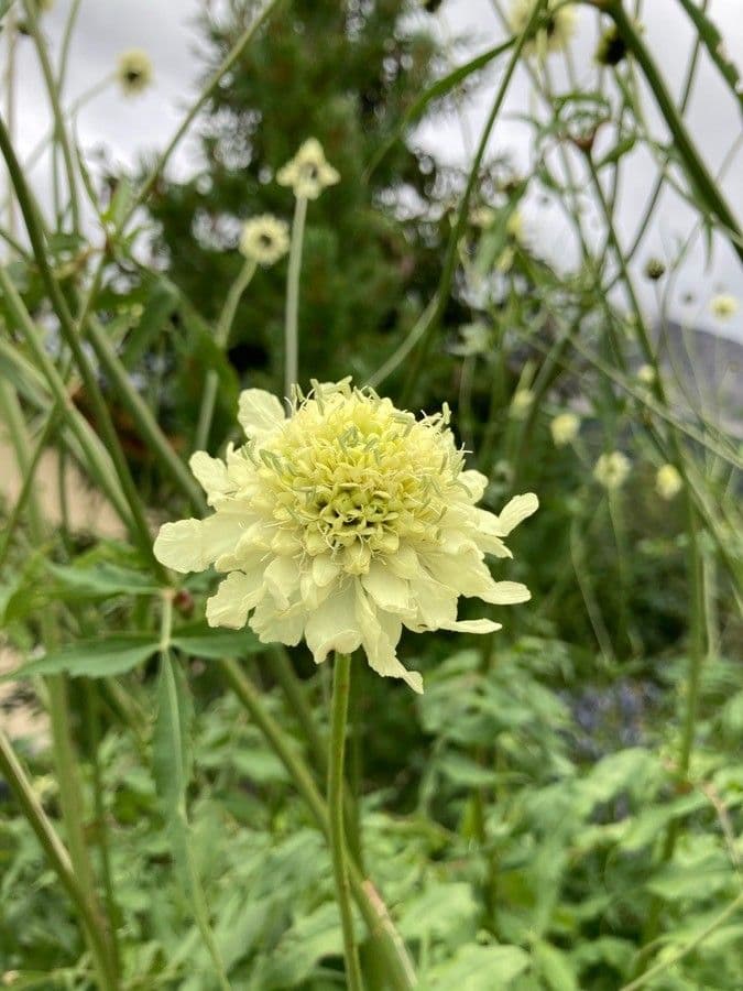 Giant-scabious 6