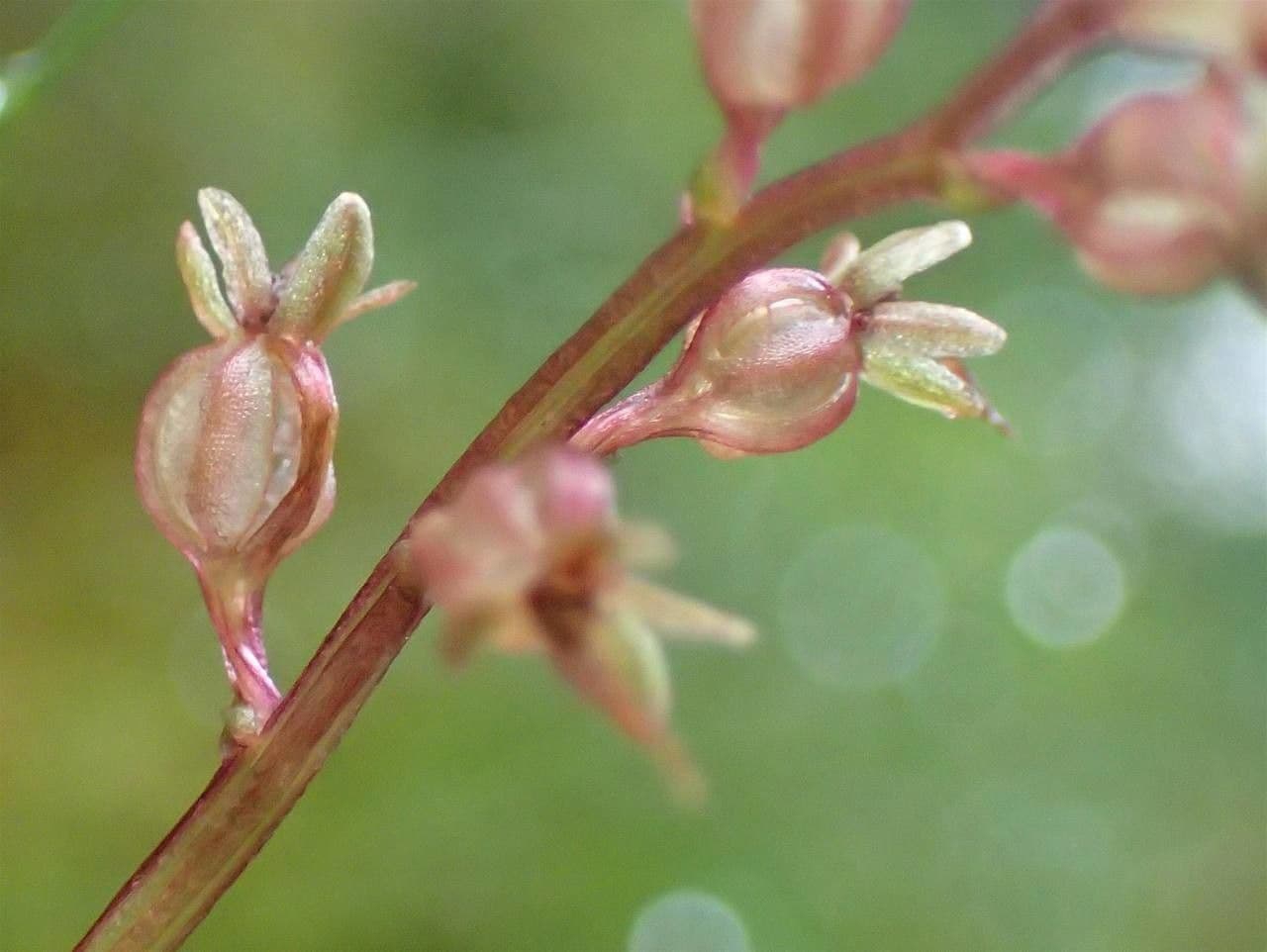 Lesser twayblade 5