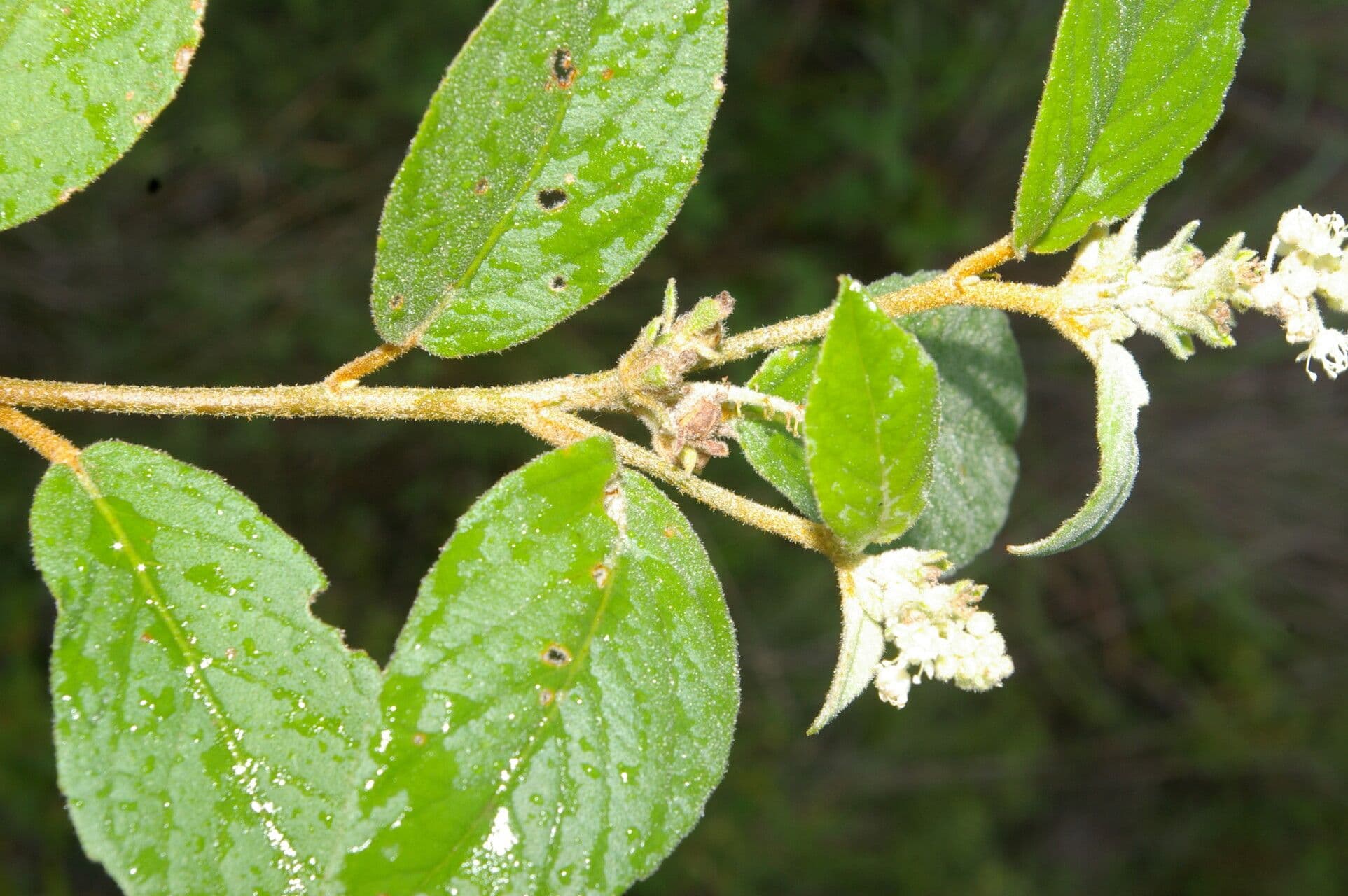 Croton 6