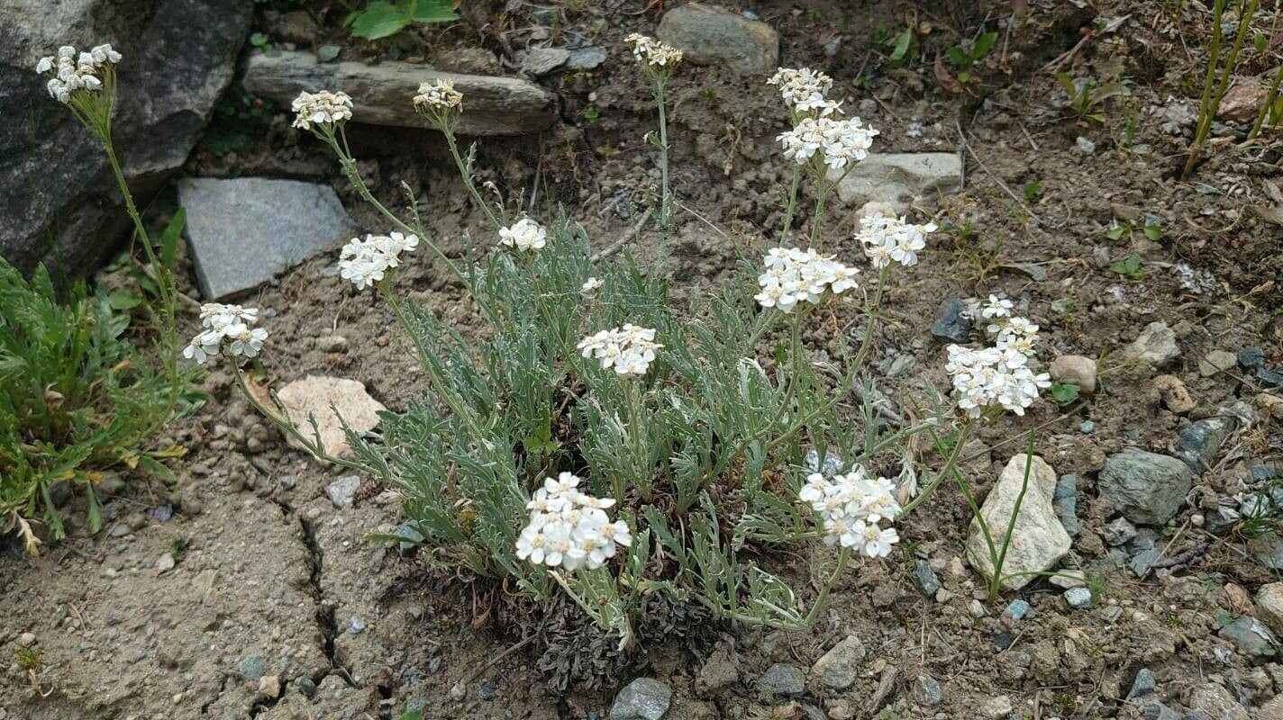 Achillea clavennae 11