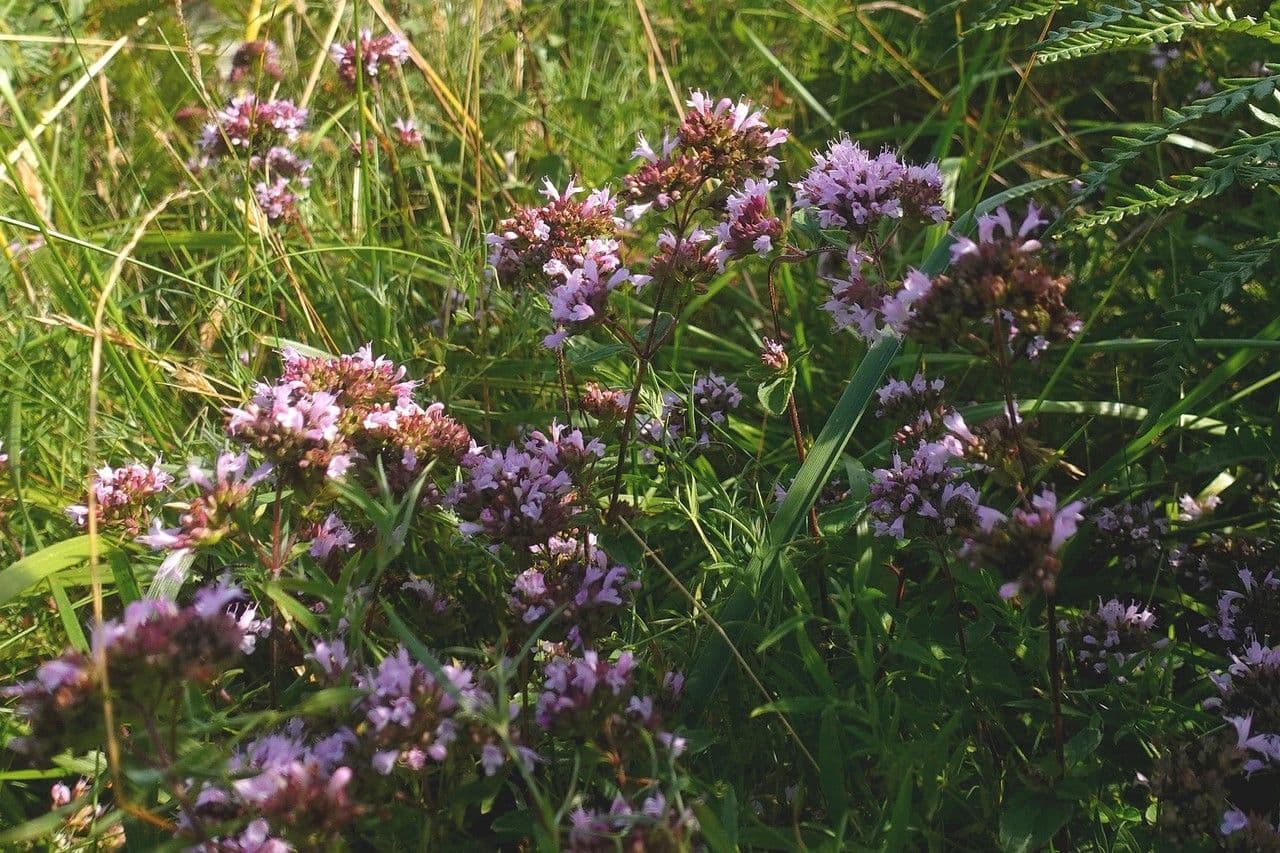 Oregano 15