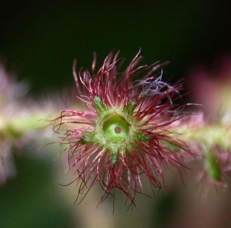 Miconia 10
