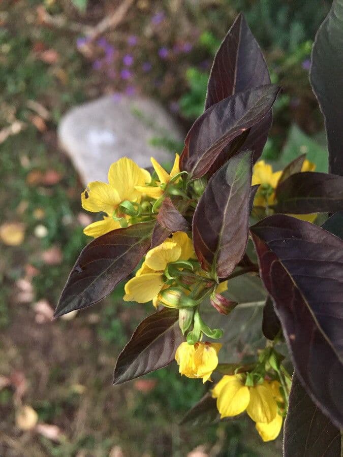 Lisimachia ciliata 10
