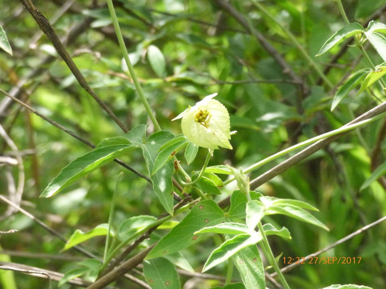 Dalechampia 13