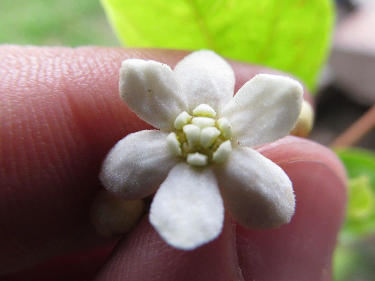 Nectandra 5