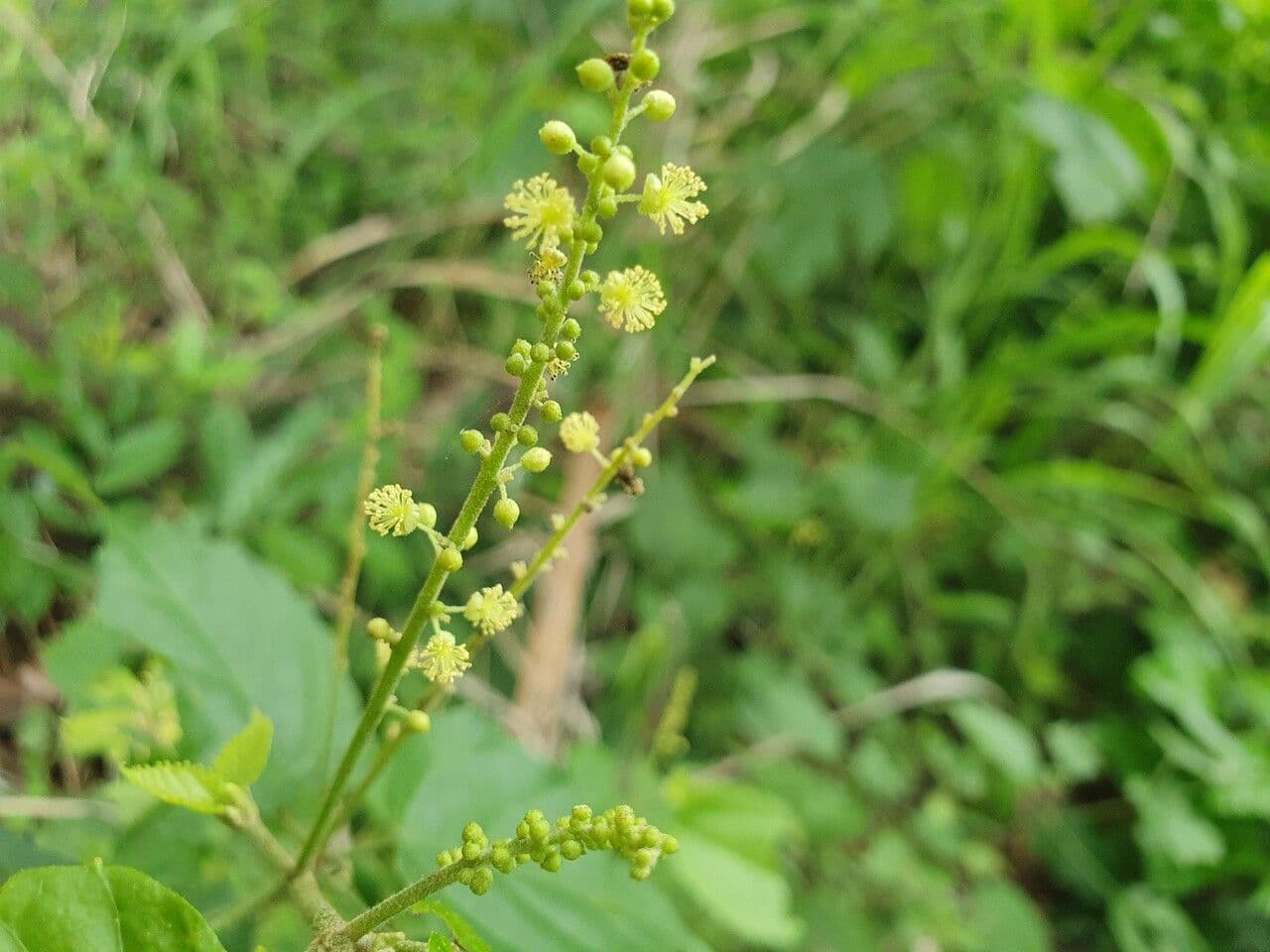 Mallotus 2