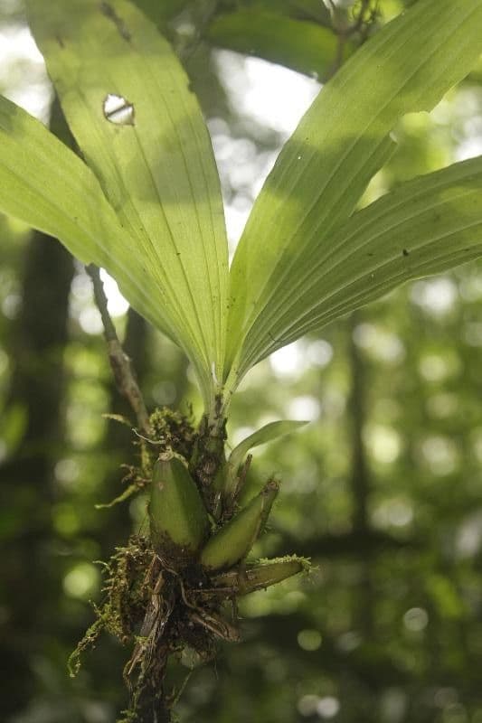 Paphinia 6