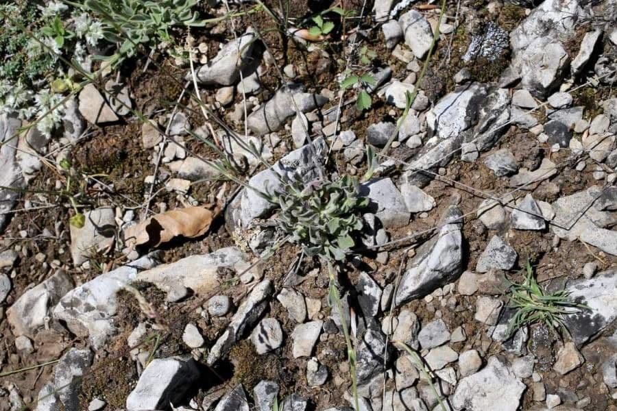 Silene giallastro 6